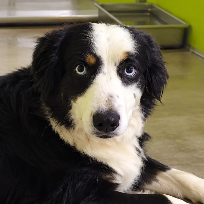 A young medium-sized female Border Collie dog named Bea for adoption in San Jacinto, CA