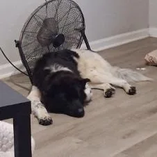 A young medium-sized male White / Cream Akita dog named Twin for adoption in Galveston, TX