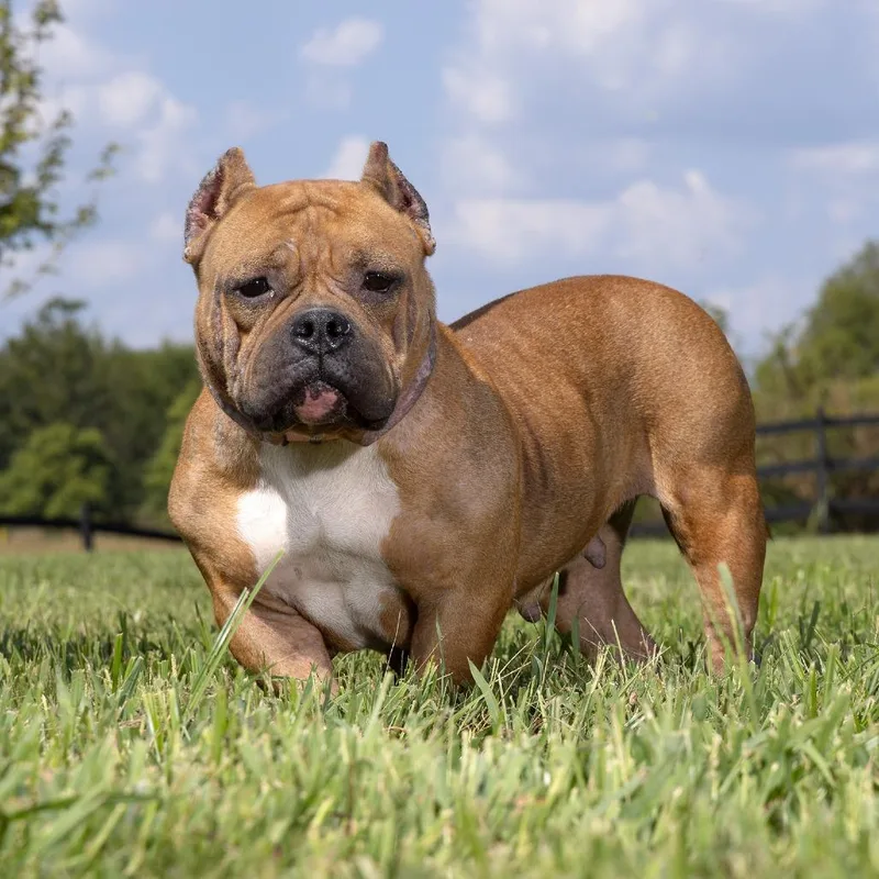 An adult medium-sized female Brown / Chocolate Mixed Breed dog named Ginger for adoption in Franklin, TN