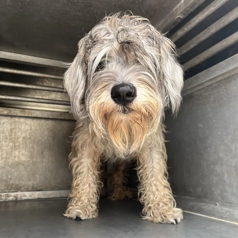 An adult small-sized female Gray / Blue / Silver Standard Schnauzer dog named Nessie for adoption in Edinburg, TX