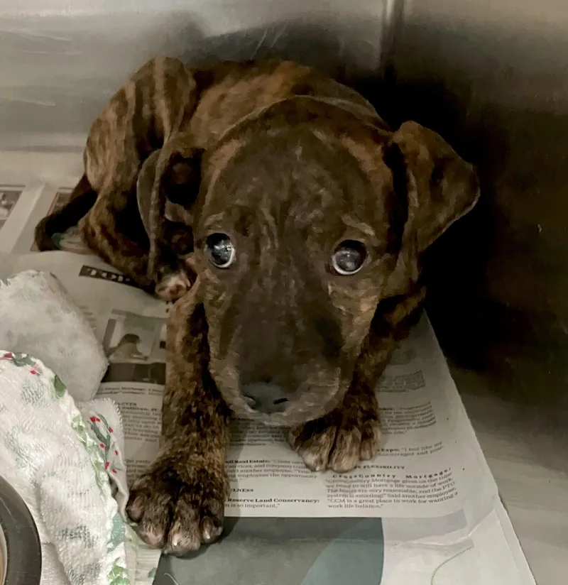 A baby medium-sized male Brindle Mixed Breed dog named Hank for adoption in Parma, OH