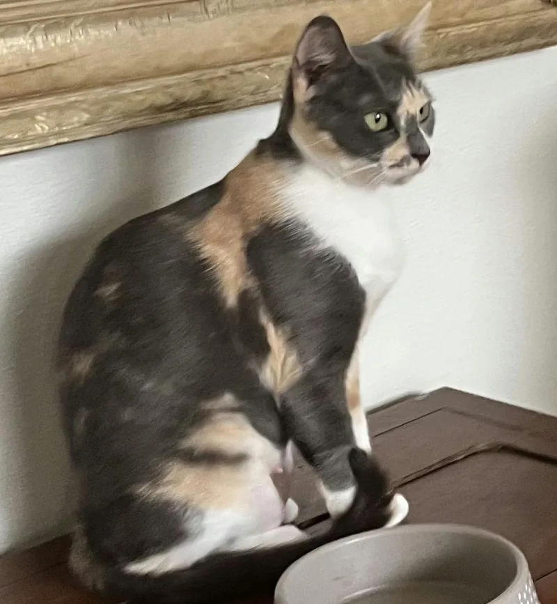 A young medium-sized female Dilute Calico Domestic Short Hair cat named Ivy for adoption in Houston, TX