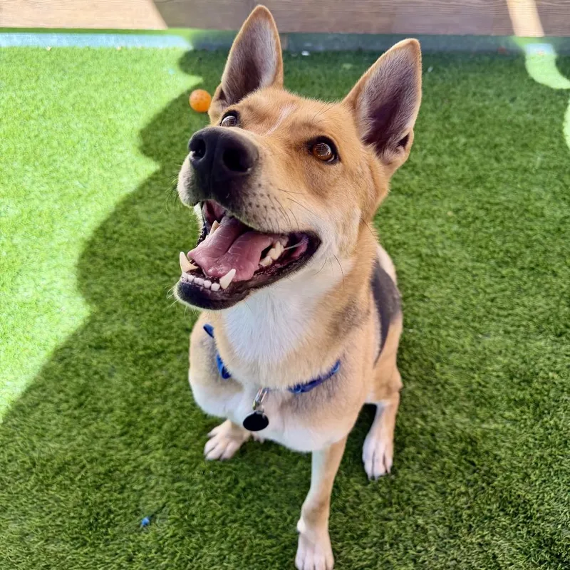 An adult medium-sized male German Shepherd Dog dog named Dimitri for adoption in Agoura Hills, CA