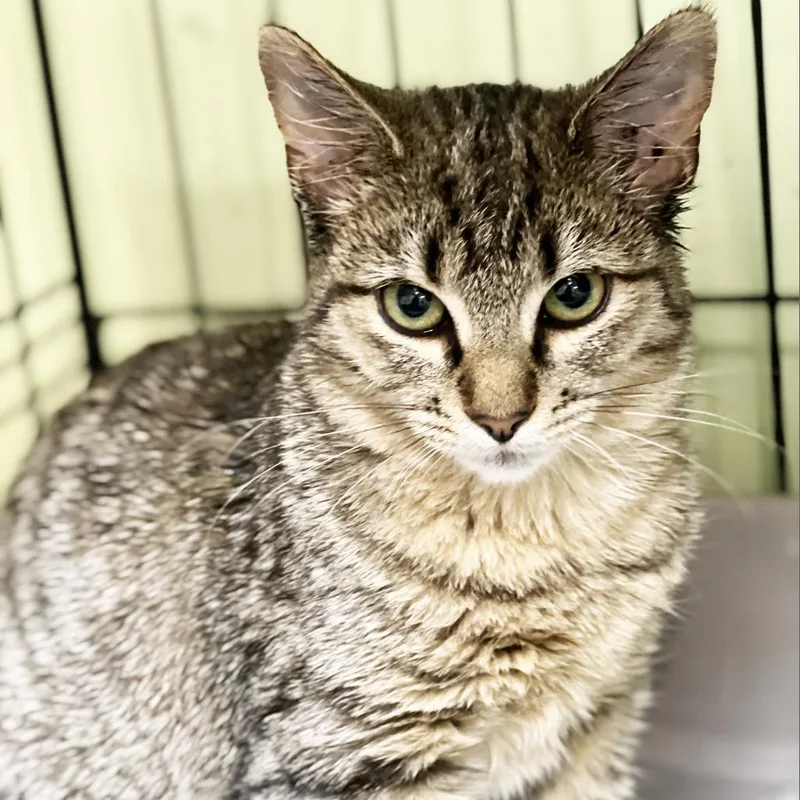 Little Bear thumbnail 2