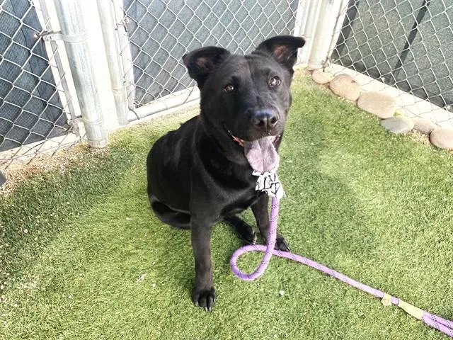 A young large-sized female Chow Chow dog named Sophie for adoption in Phoenix, AZ