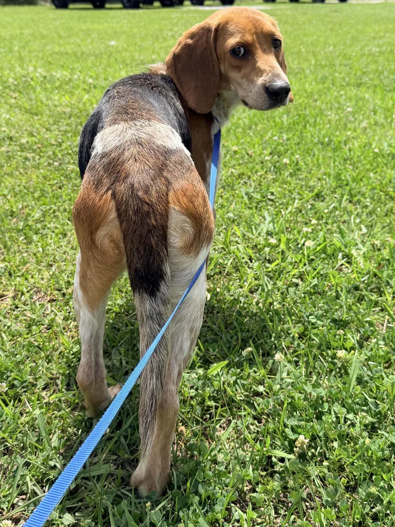 An adult small-sized female Tricolor (Brown, Black, & White) Beagle dog named Sadie for adoption in Baker, LA
