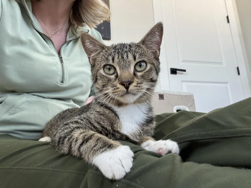 Ma Petite Tig Tig thumbnail 2