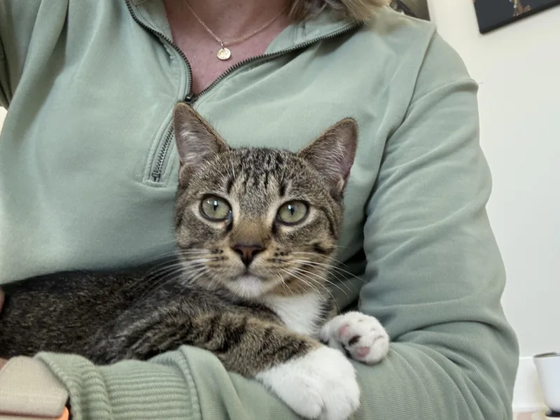 Ma Petite Tig Tig thumbnail 5