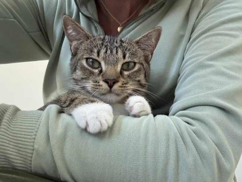 Ma Petite Tig Tig thumbnail 6