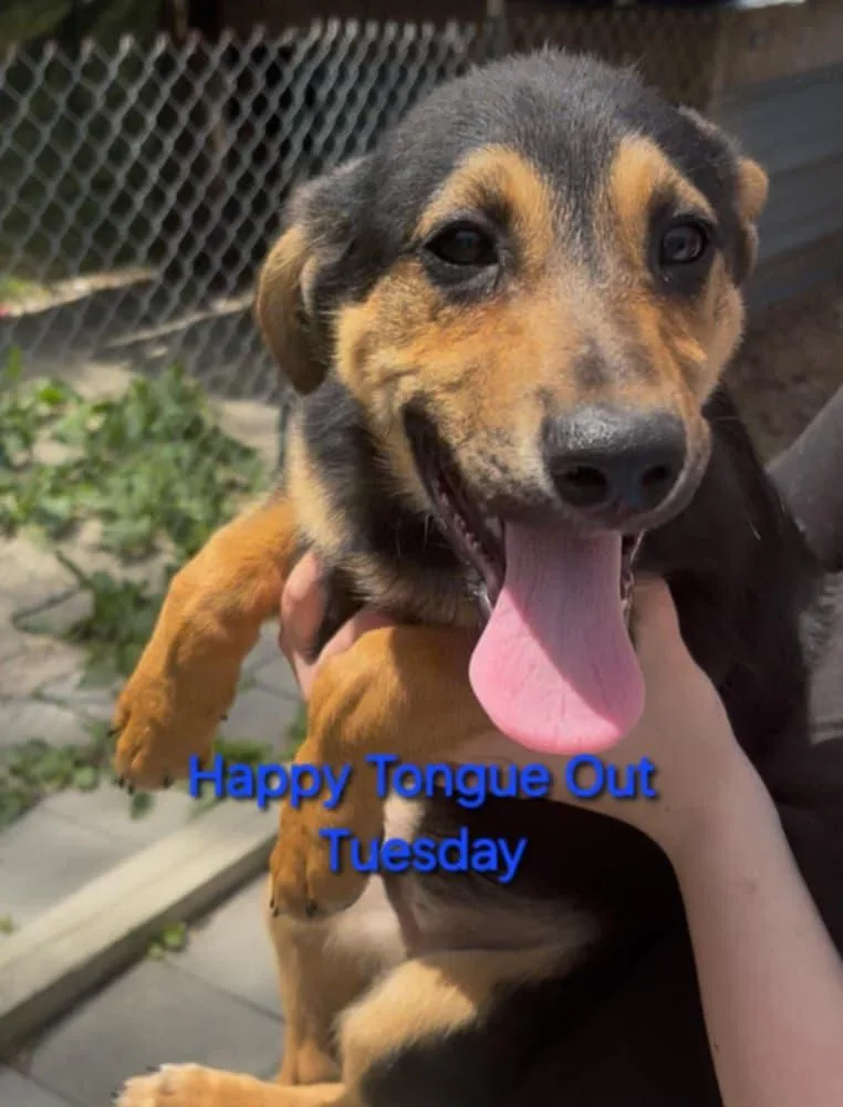 Bobtailheelers thumbnail 2