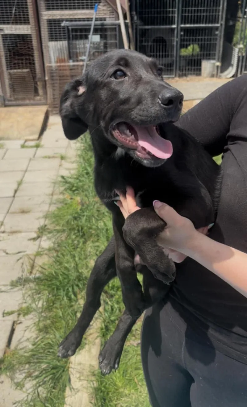 Bobtailheelers thumbnail 3