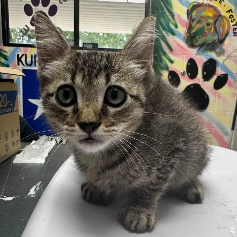 A baby small-sized male Gray / Blue / Silver Domestic Short Hair cat named Joey for adoption in Lufkin, TX