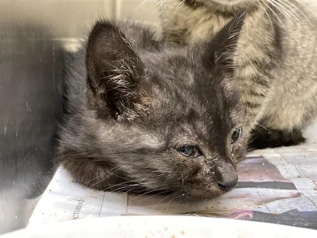 A baby small-sized male Domestic Short Hair cat named Metamorphis for adoption in Tustin, CA