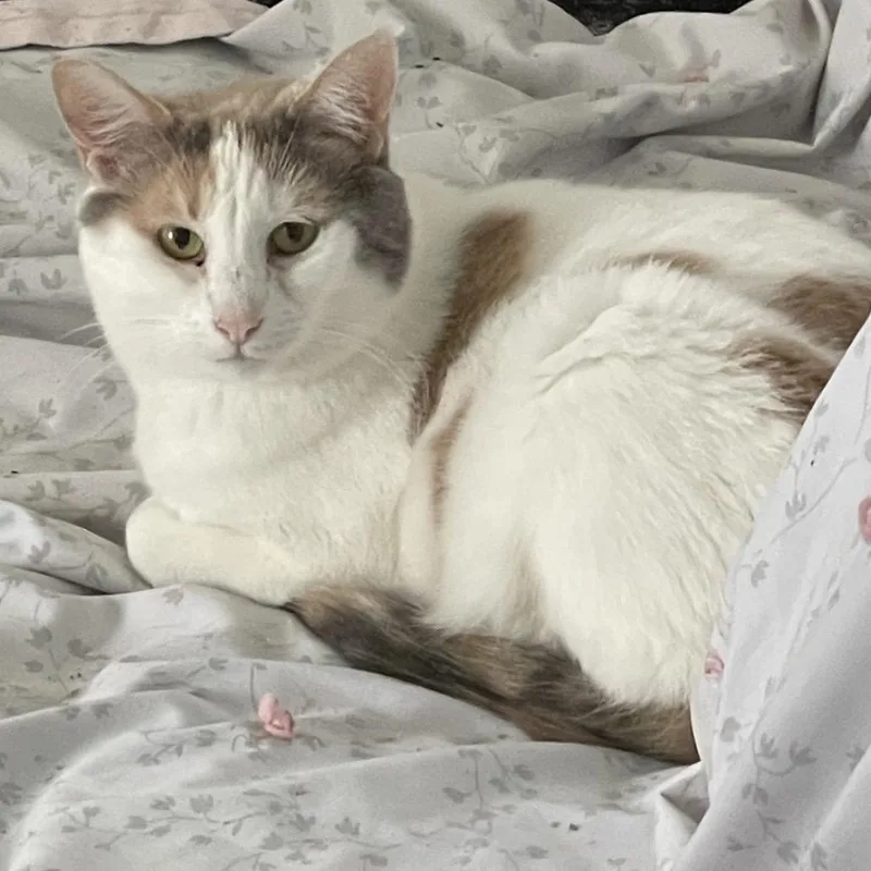 Pebbles The Cat thumbnail 2