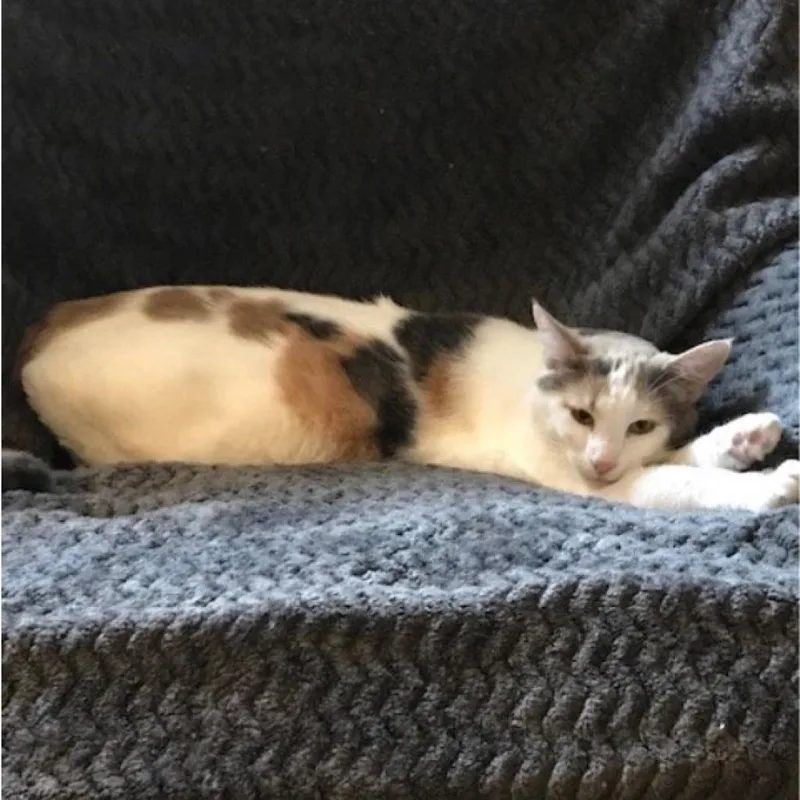 Pebbles The Cat thumbnail 3