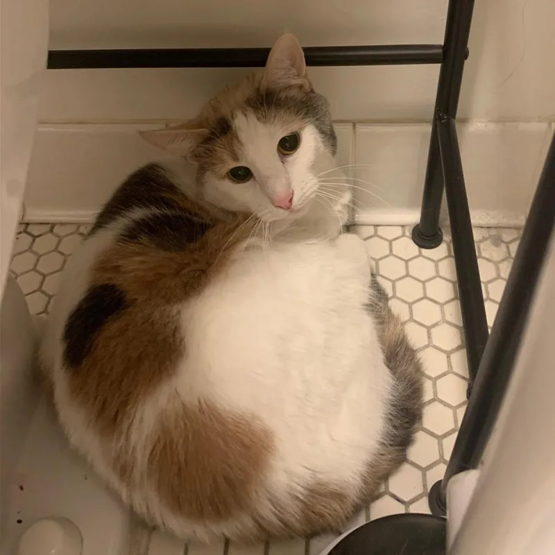 Pebbles The Cat thumbnail 4