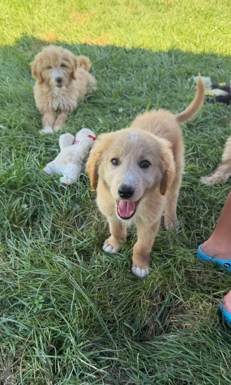 A baby medium-sized male Goldendoodle dog named Tanner for adoption in Lexington, KY
