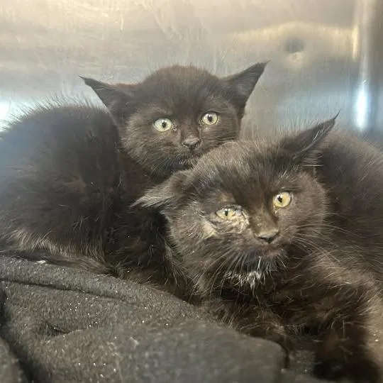 A baby small-sized female Black Domestic Long Hair cat named Opal for adoption in Redwood City, CA