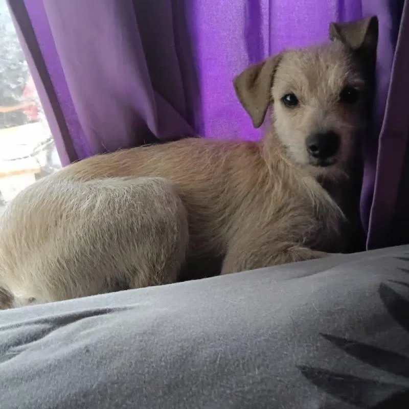 A young small-sized male Sable Chihuahua dog named Lalo for adoption in Kingman, KS