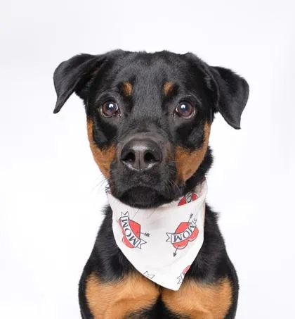 An adult large-sized male Rottweiler dog named Tyson for adoption in North Miami Beach, FL