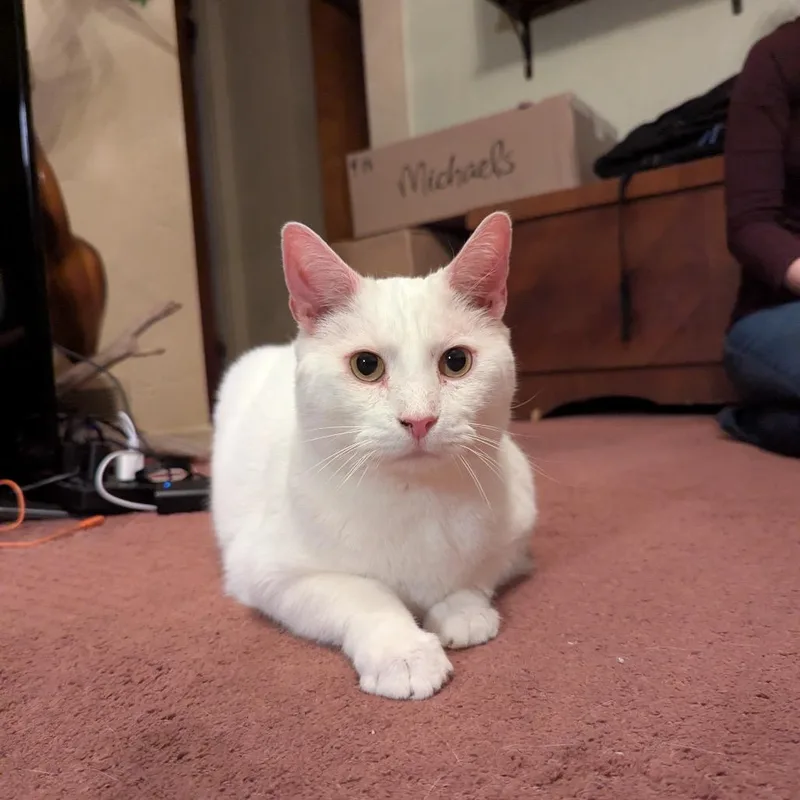 Rutherford thumbnail 2