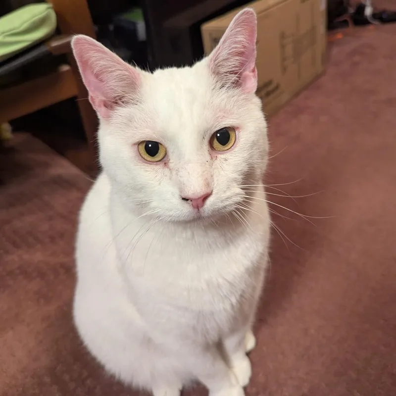 Rutherford thumbnail 3