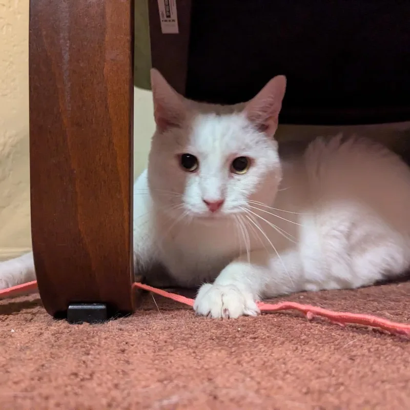 Rutherford thumbnail 4