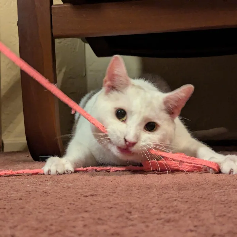 Rutherford thumbnail 5