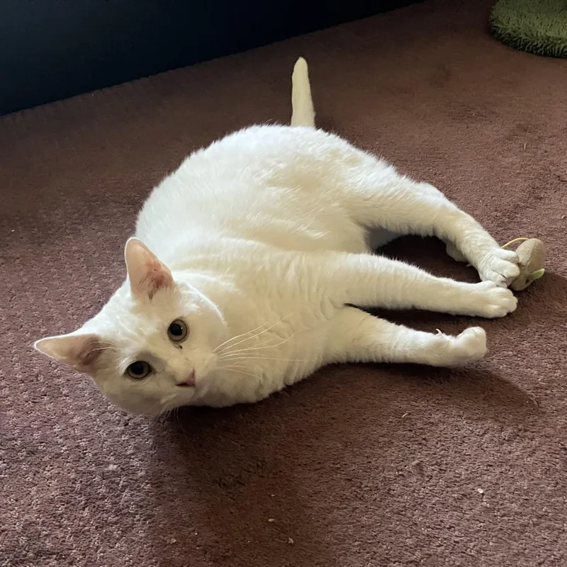 Rutherford thumbnail 6