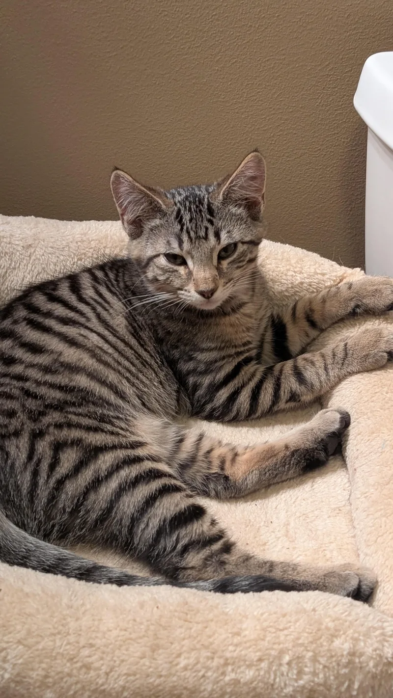 A young small-sized male Tabby (Buff / Tan / Fawn) Tabby cat named Franklin for adoption in Morgantown, WV