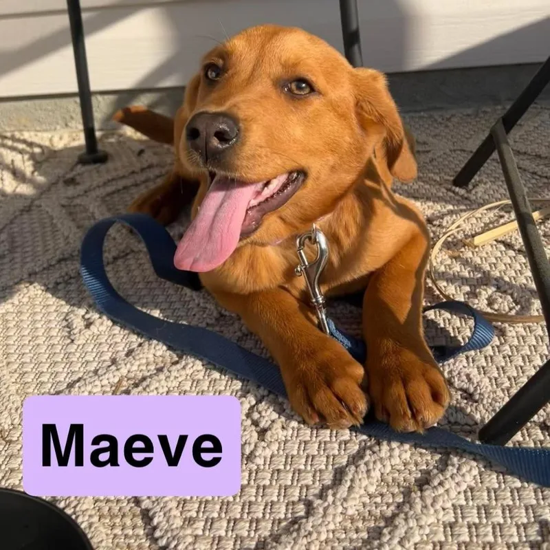 A baby medium-sized female Yellow / Tan / Blond / Fawn German Shepherd Dog dog named Maeve for adoption in Myrtle Beach, SC