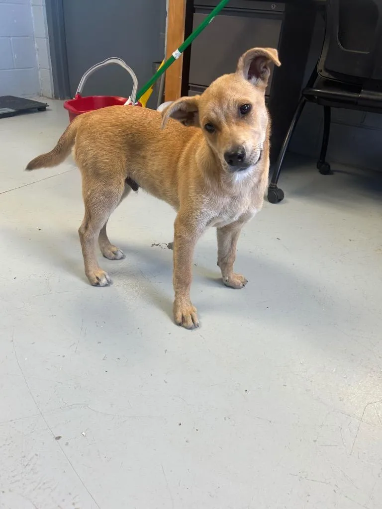 A young medium-sized male Labrador Retriever dog named Davey for adoption in Greenwood, MS