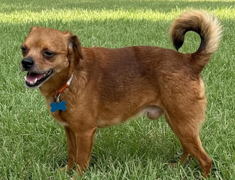 An adult small-sized male Chihuahua dog named Gideon for adoption in Franklin, TN