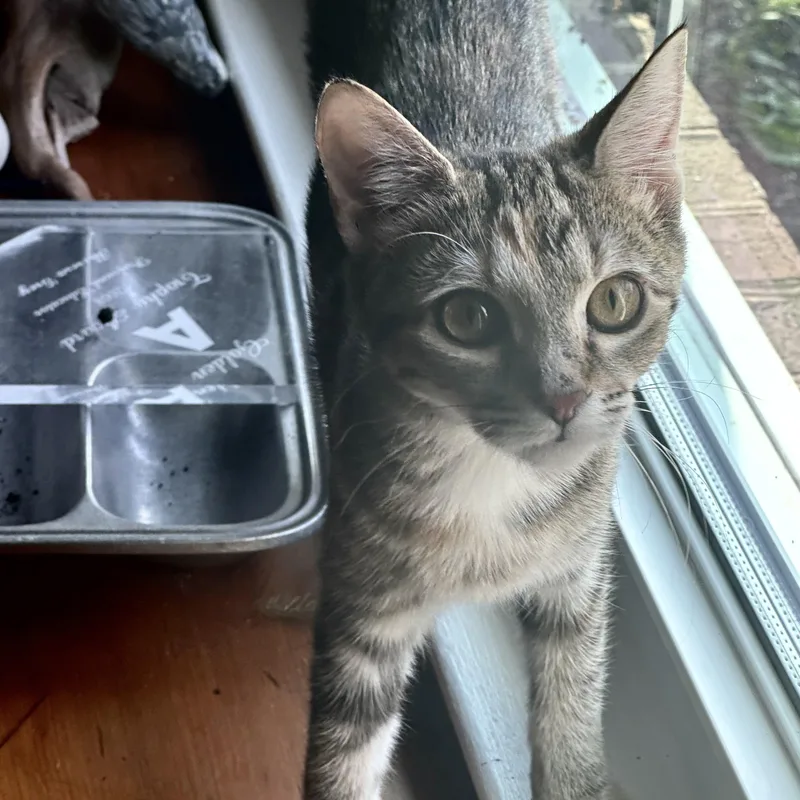 A baby small-sized female Torbie Domestic Short Hair cat named Martha's Vineyard for adoption in Richmond, VA