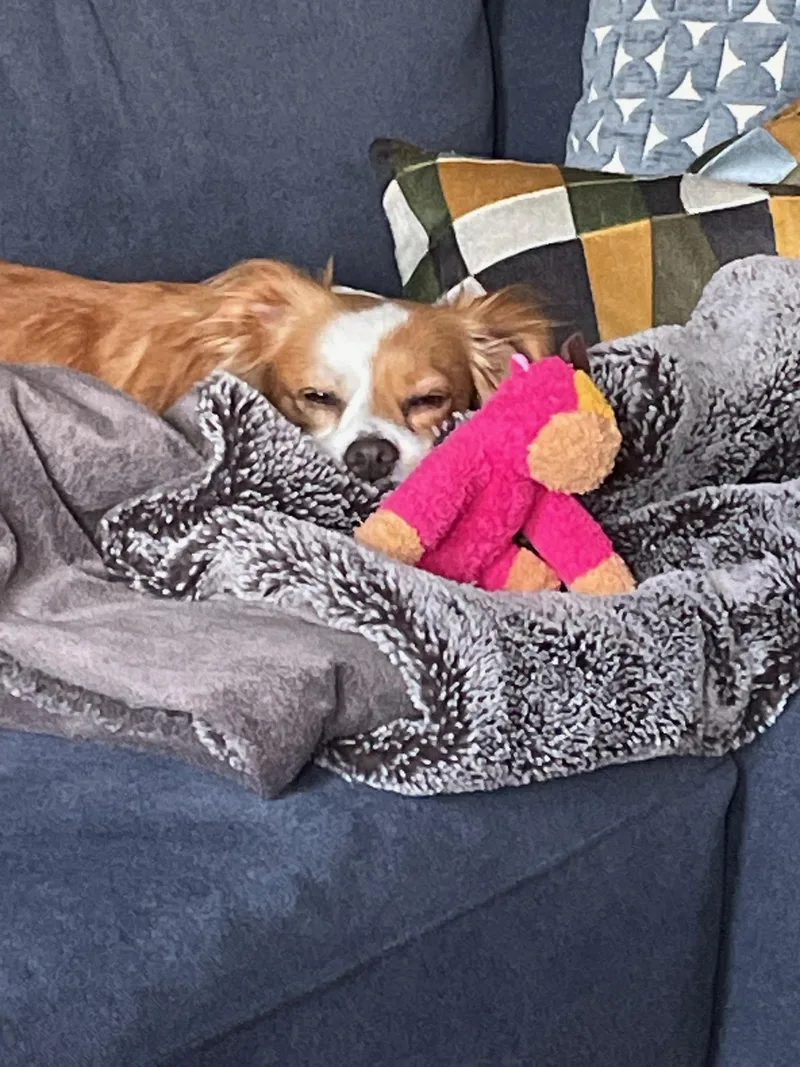 A young small-sized female Golden Terrier dog named Zara for adoption in Plainfield, IL