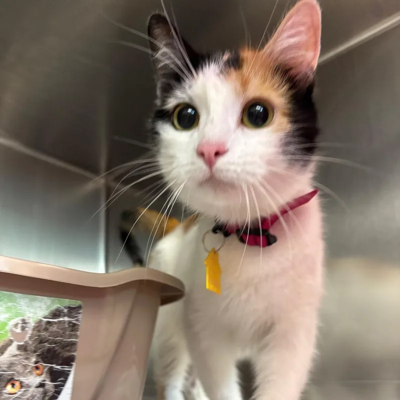 An adult small-sized female Calico Domestic Short Hair cat named Cali for adoption in Springfield, MA