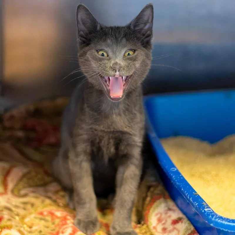 A baby medium-sized male Gray / Blue / Silver Domestic Short Hair cat named Grover Bonded Percy for adoption in Newark, DE