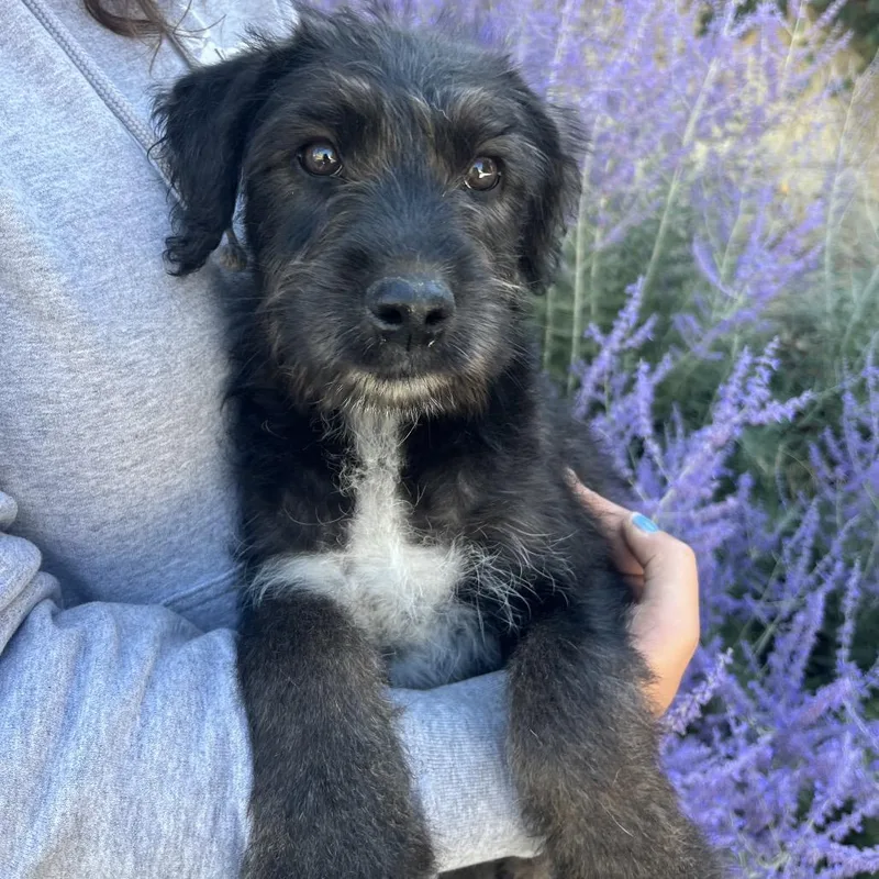 A baby medium-sized male Black Terrier dog named Leo for adoption in Cashmere, WA