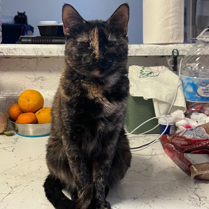 Lu Whiskeredshadow thumbnail 3