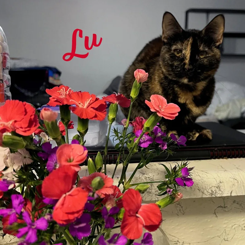 An adult medium-sized female Tortoiseshell cat named Lu Whiskeredshadow for adoption in Houston, TX