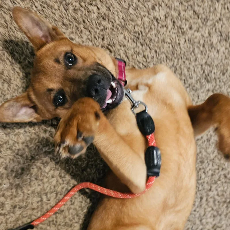 An adult medium-sized female Brown / Chocolate Shepherd dog named Biscuit for adoption in Concord, NC