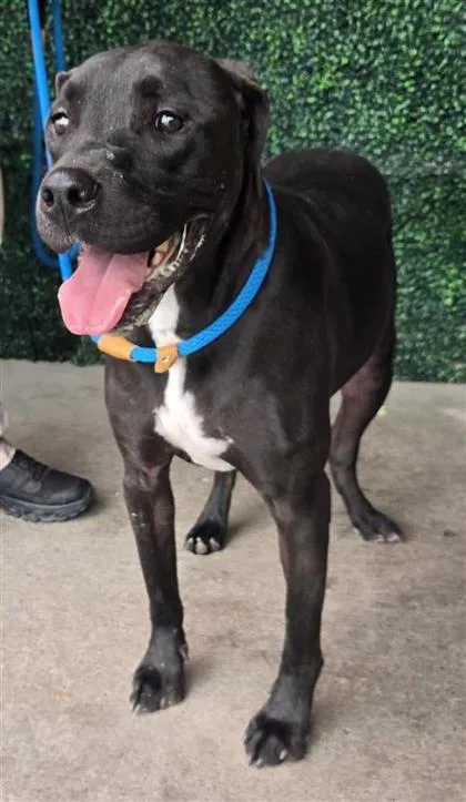 An adult large-sized male Mixed Breed dog named Daytona for adoption in El Paso, TX