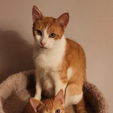 An adult medium-sized female Orange / Red Domestic Short Hair cat named Connie for adoption in Mount Laurel, NJ