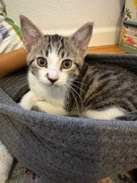 A baby medium-sized female Tabby (Tiger Striped) Domestic Short Hair cat named Rachel for adoption in Santa Cruz, CA