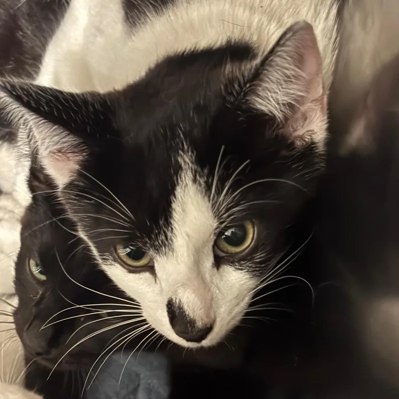A baby small-sized male White Domestic Short Hair cat named Admiral Achbar for adoption in Charleston, WV