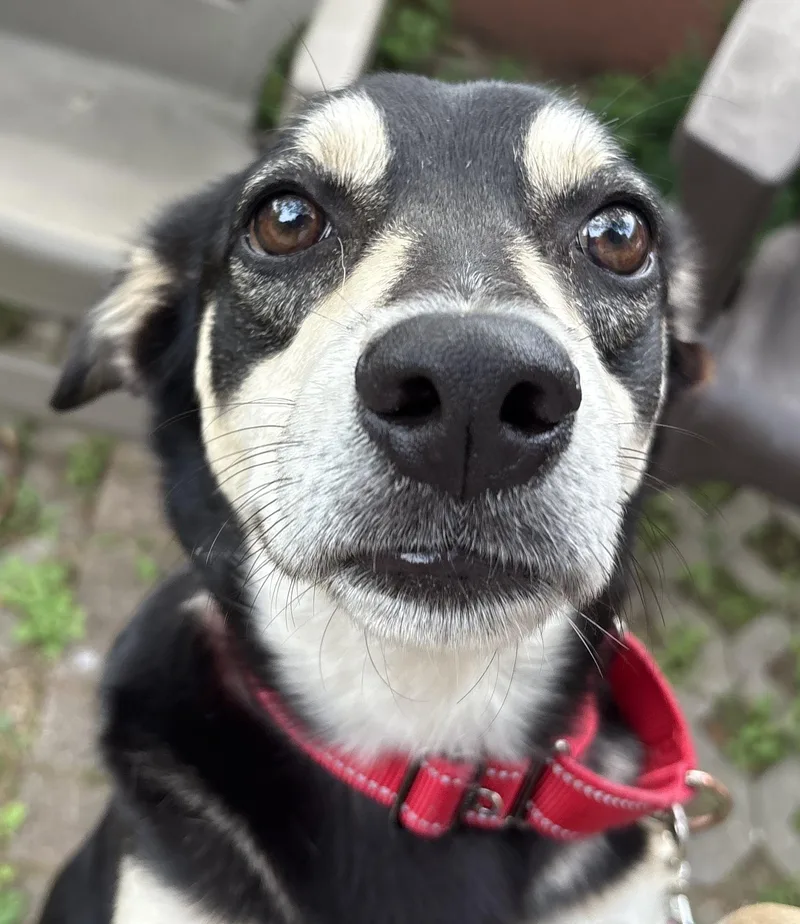 A young medium-sized male Black Shepherd dog named Ringo for adoption in Norwalk, CT
