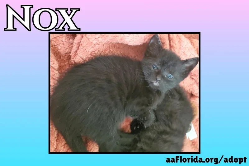 A young medium-sized male Black Domestic Medium Hair cat named Nox for adoption in Pensacola, FL