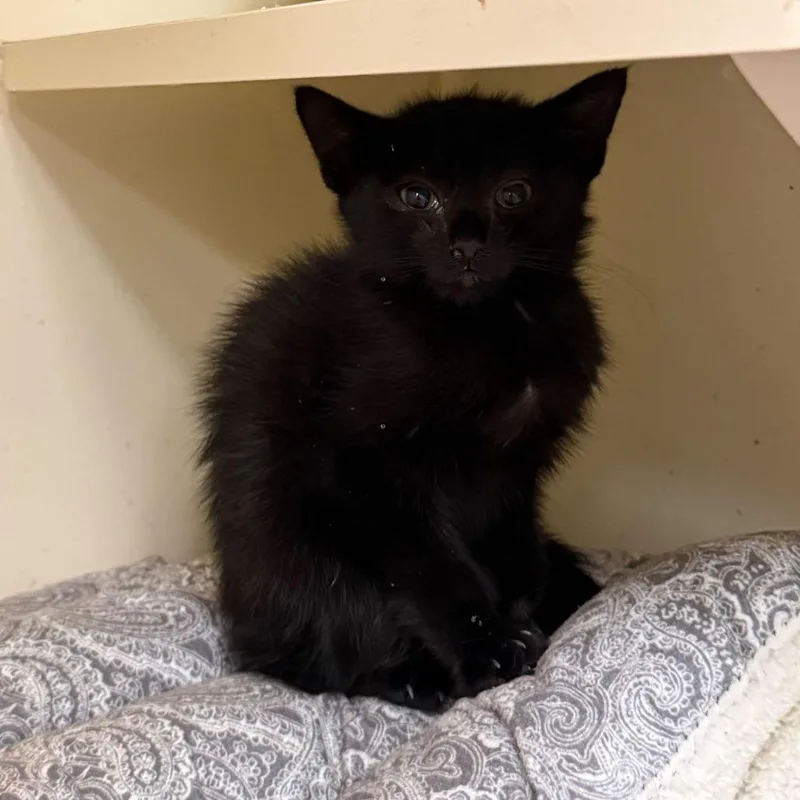 A baby small-sized male Black Domestic Short Hair cat named Malcolm for adoption in Newark, DE