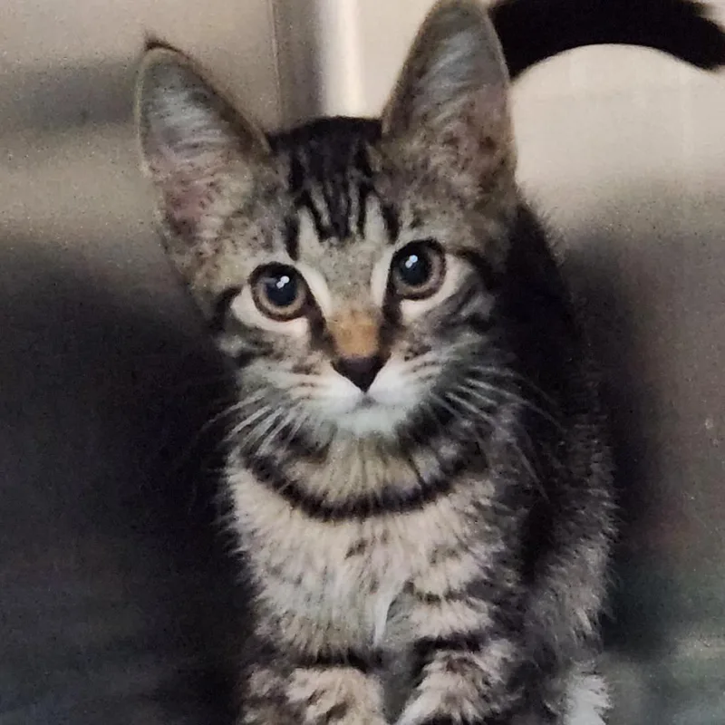 A baby small-sized female Brown / Chocolate Domestic Short Hair cat named Beatrix K for adoption in Corsicana, TX