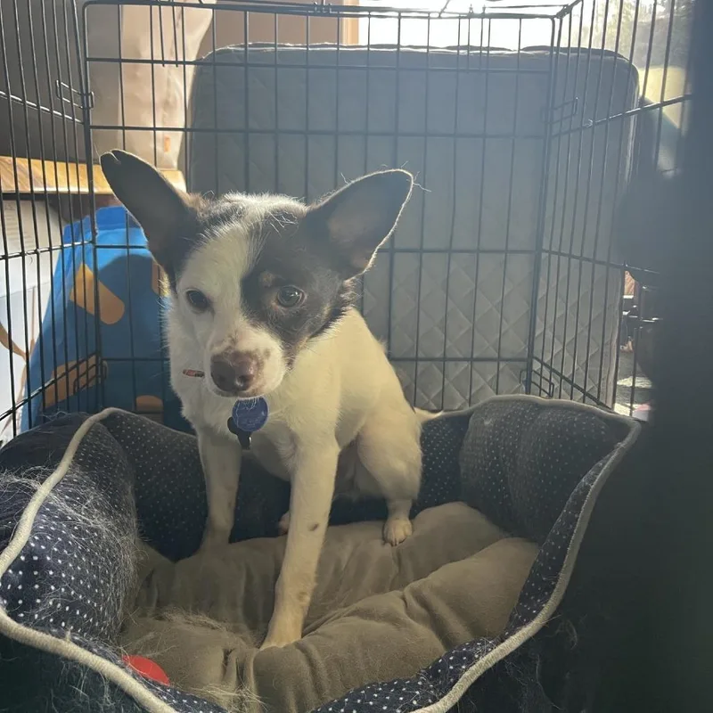 An adult small-sized male White / Cream Terrier dog named Jack for adoption in Cashmere, WA